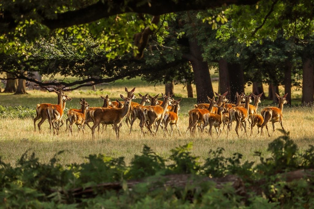 Head to a beautiful forest for a getaway