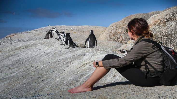 Pinguins em Boulder Beach perto de Simon's Town