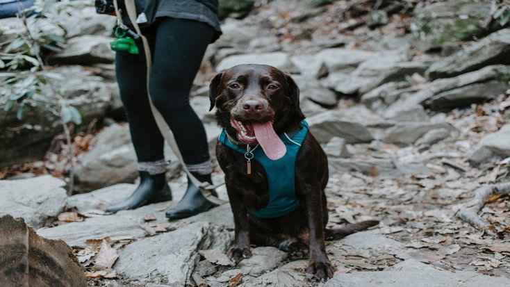 Image of woman hiking with dogs during glamping retreat on Presidents' Day Weekend 
