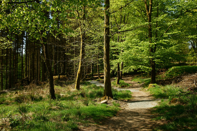 Enjoy forest holidays in the lake district when you visit Grizedale Forest