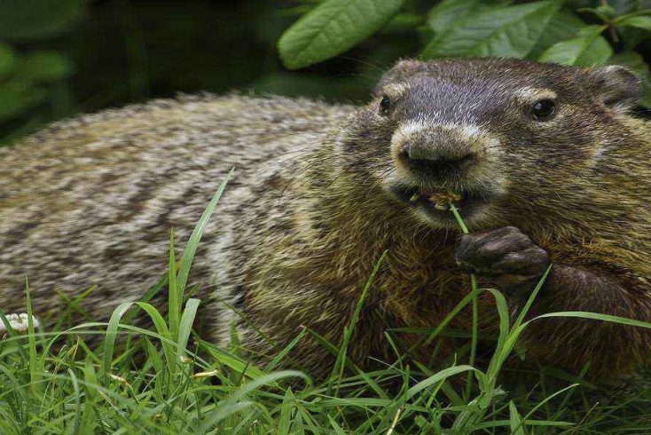 Celebrate Groundhog Day in the Pocono Mountains