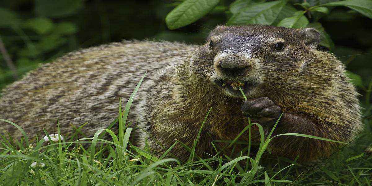 Celebrate Groundhog Day in the Pocono Mountains