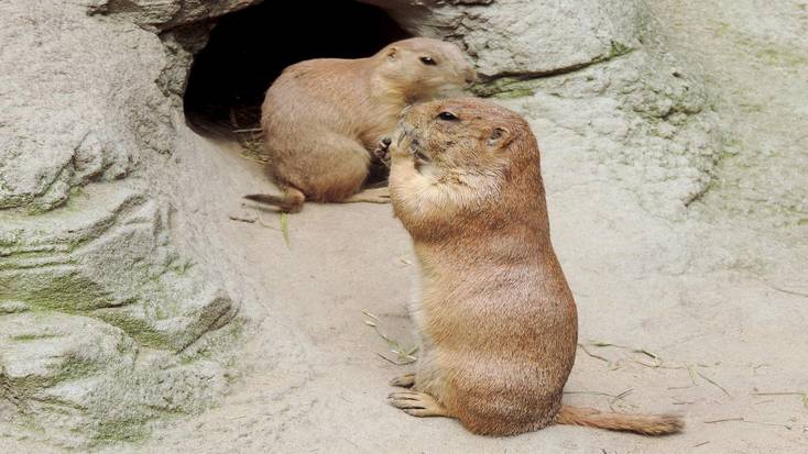 Groundhogs outside their den