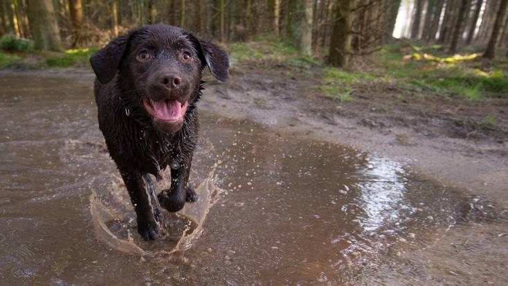 A dog enjoying it's pet-friendly vacation in the Poconos