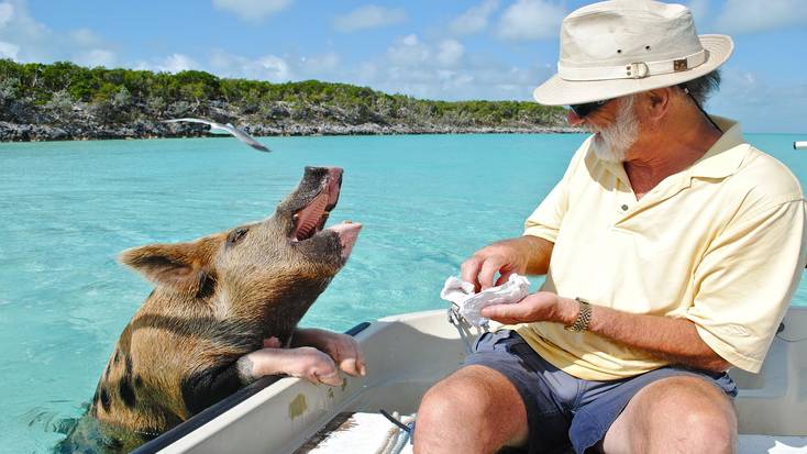 Meet the residents of Pig Beach!