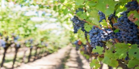 Best Portuguese Wine Regions, 2021
