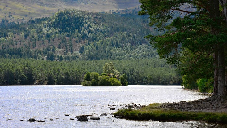 Enjoy the Cairngorms when you visit Rothiemurchus Forest