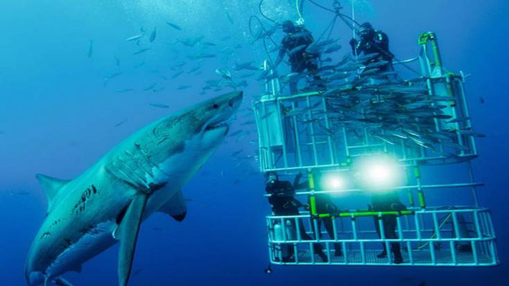 Shark cage diving in South Africa.