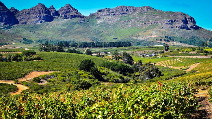 A South African vineyard with a mountain in the background.