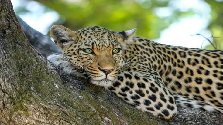 Um leopardo, um dos cinco grandes que você pode ver no safári, relaxando em uma árvore.