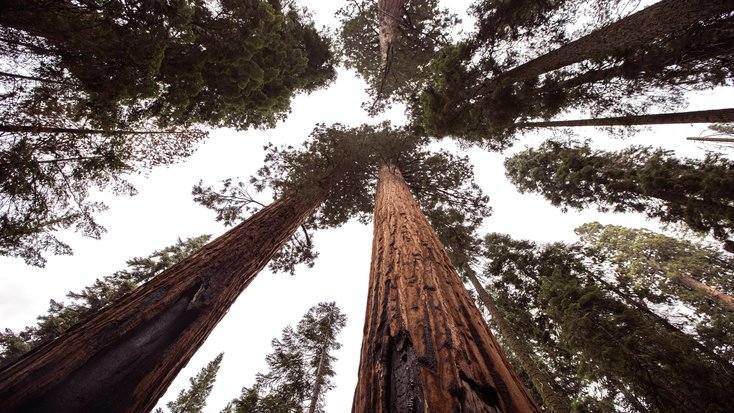 View of one of the natural wonders of the US, Redwood Forest National Park 