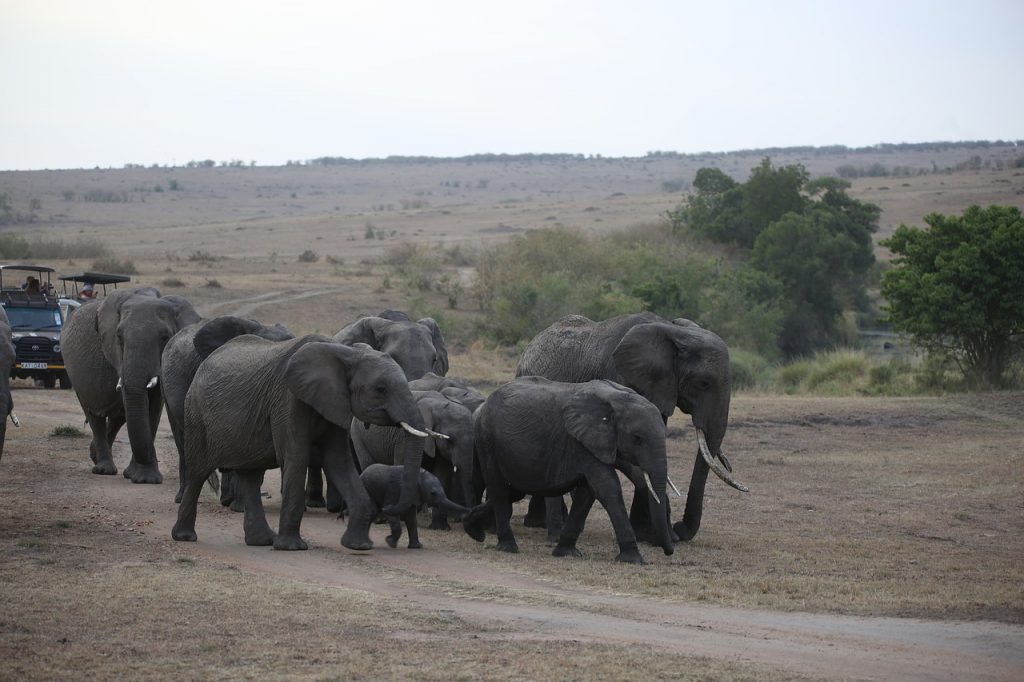 An incredible safari experience is among the things to do in Kenya