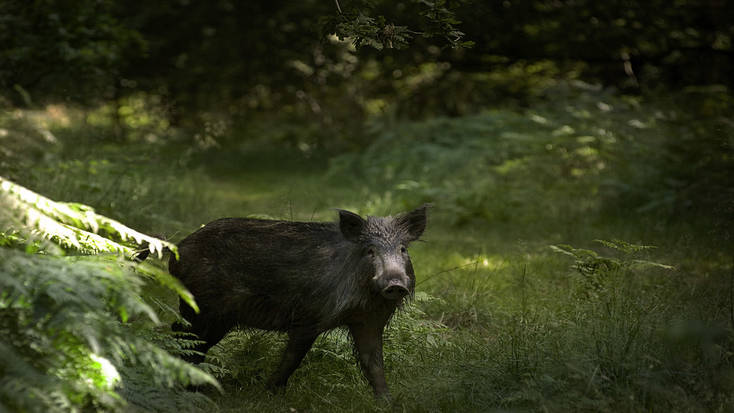 Catch a glimpse of wild boar in the Forest of Dean.