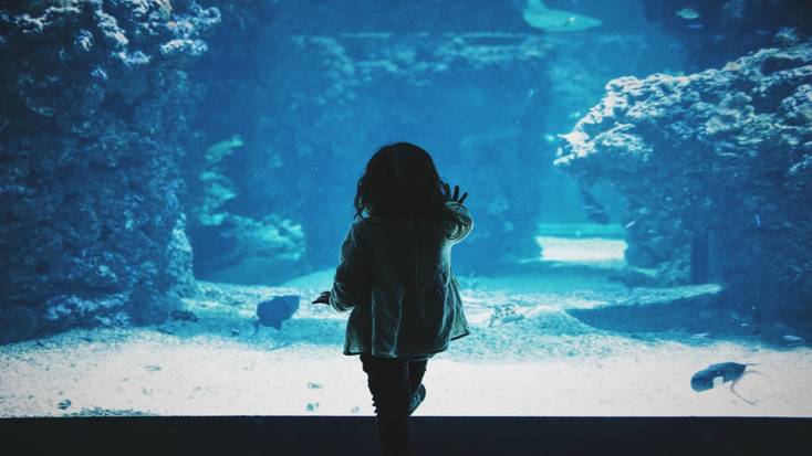 A child intrigued at an aquarium