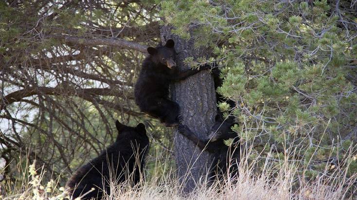 See black bears in Big Bend National Park