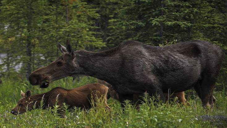 Denali, one of the best national parks to visit in spring