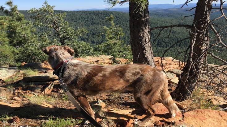 Explore dog trails in Colorado