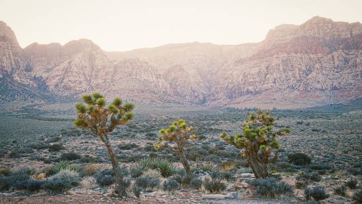 Explore Joshua Tree National Park in March