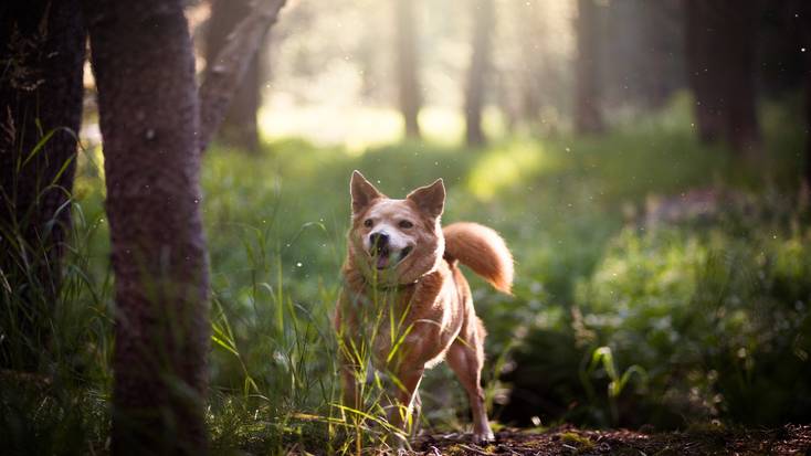 A dog enjoying their pet-friendly vacations in Yosemite