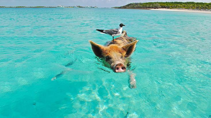 Visit the unique Pig Beach in the Bahamas