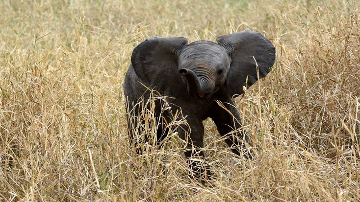 Escape the winter cold and hang out with the big five on an African safari