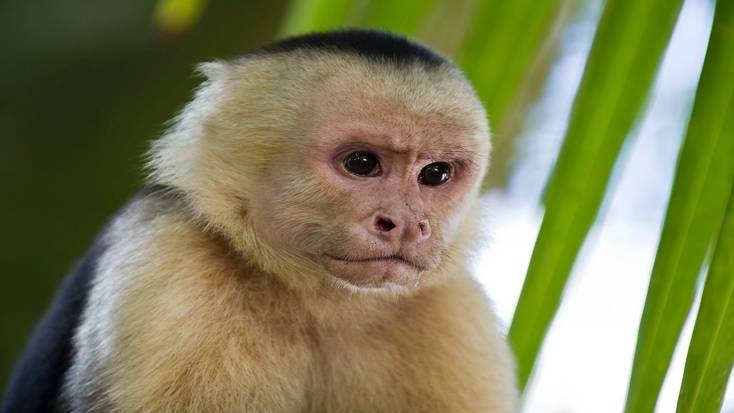 White-chinned Capuchin monkeys can be seen in the Manuel Antonio National Park 