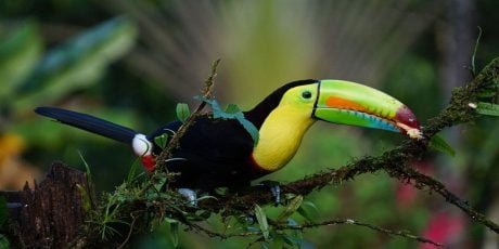 Discover Costa Rica wildlife