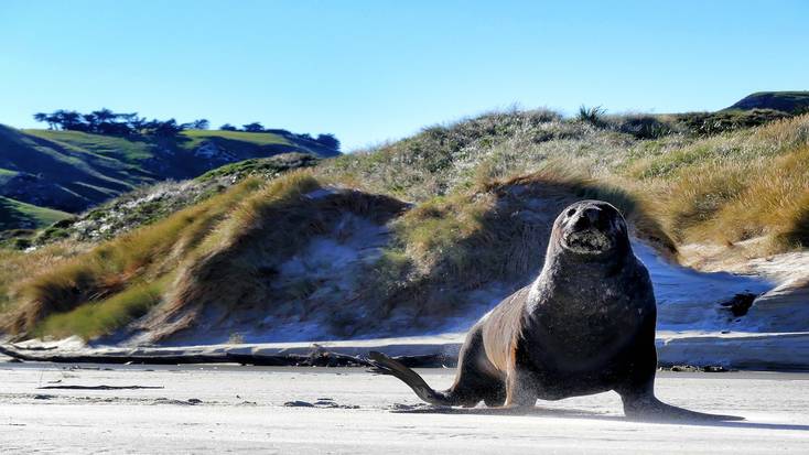 A seal on the beach in Dunedin