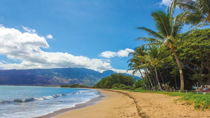 A stunning beach with palm trees in Hawaii