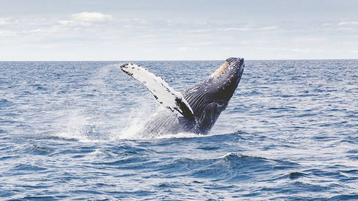 Whale watching in Costa Rica: wildlife in the waves