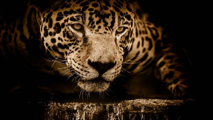 Discover the endangered jaguar in the Corcovado National Park