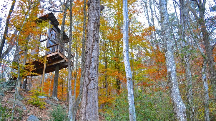 A view of the tree house surrounded by woodland