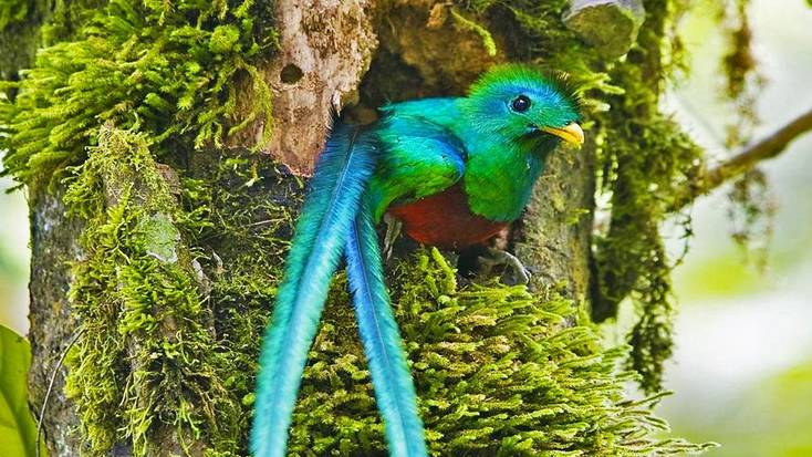 Catch sight of a quetzal, and elusive tropical bird