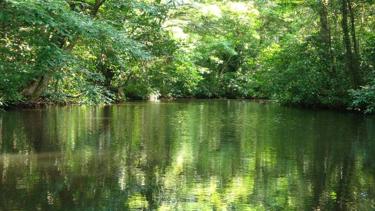 Explore the Tortuguero National Park and see Costa Rica wildlife in its natural habitat