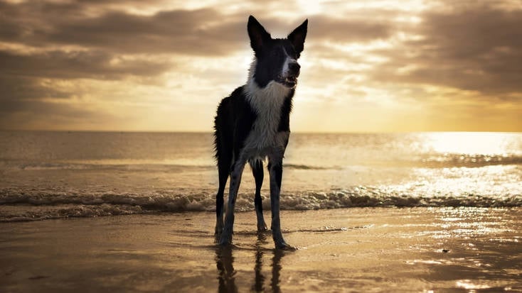 A dog on Fort Myers Beach