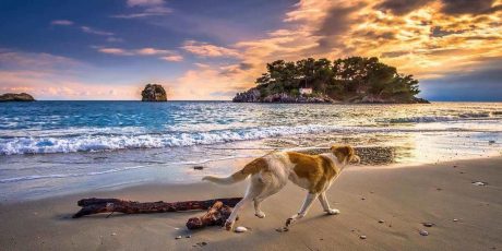 The Best Dog-Friendly Beaches for Summer 2021