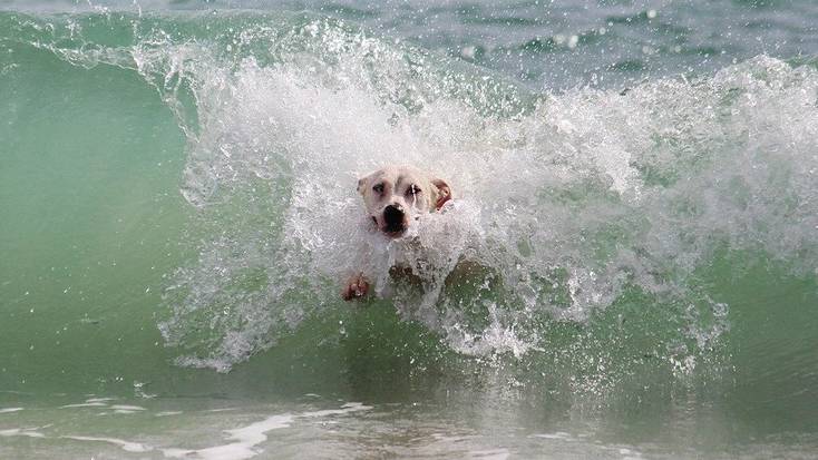 A dog in the sea enjoying dog-friendly beaches