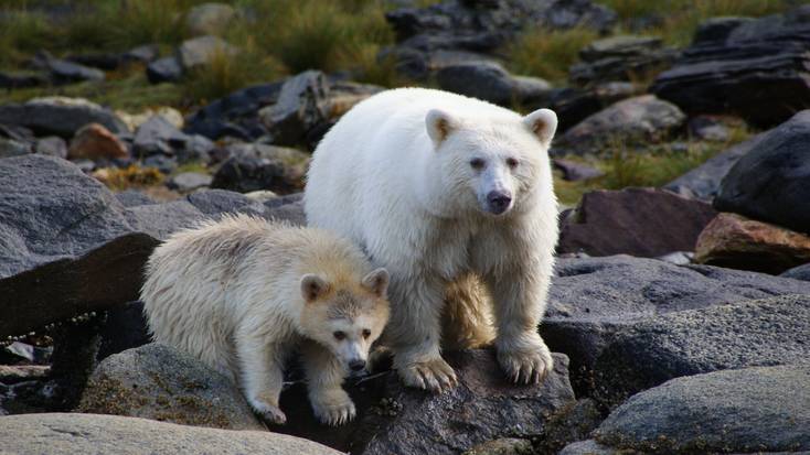 See Kermode  Bears in the wild in British Columbia