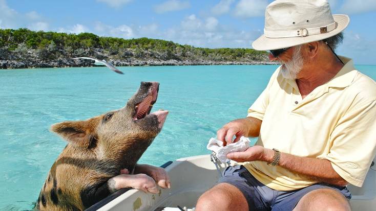 Visit Pig Beach on you vacations in the Bahamas