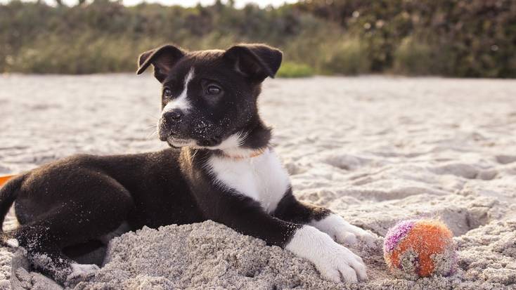 Dog-friendly beaches for some puppy vacations