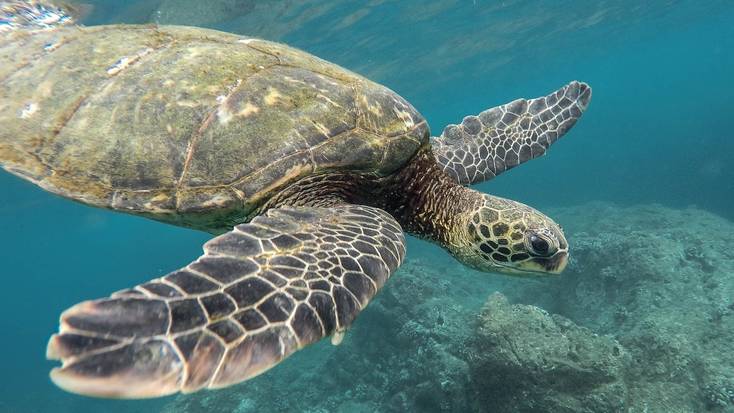 See the sea turtles in Akumal