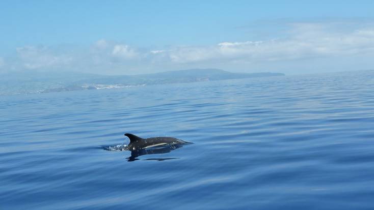 A dolphin swimming off the coast of the Azores