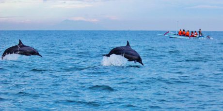 The Best Destinations to go Dolphin Watching, 2021