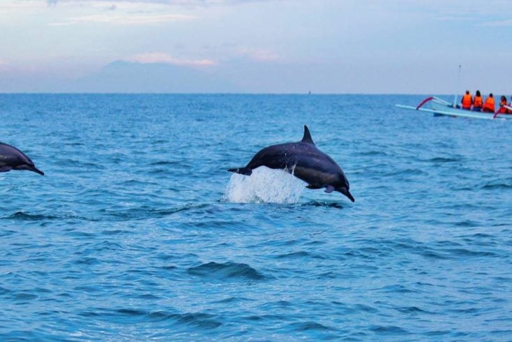 Best places to go on a dolphin cruise and dolphin watching