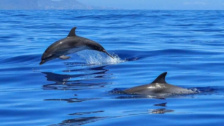 Plan a dolphin watching trip