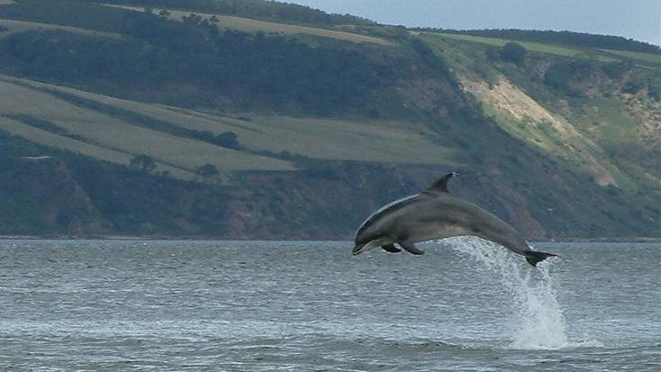 Dolphin in Moray Firth, Scotland