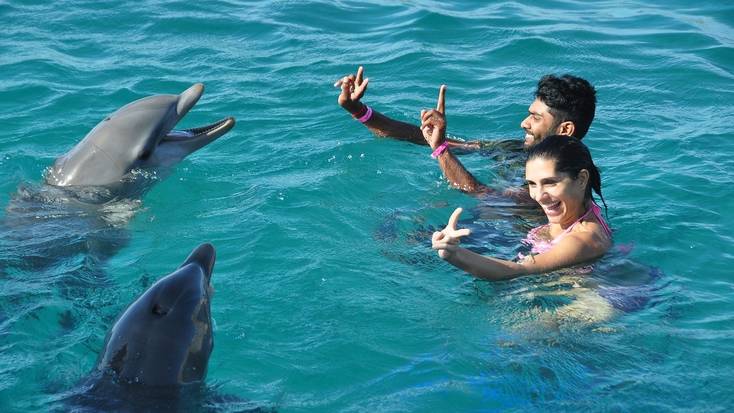 Always keep your distance when swimming with dolphins in the wild