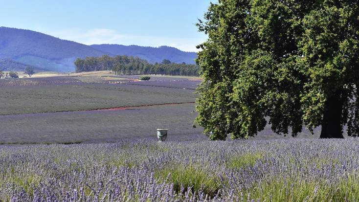 The lavender fields at Bridestowe Estate, Tasmania