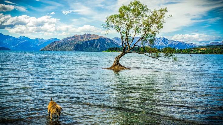 See that Wanaka tree for yourself in 2020