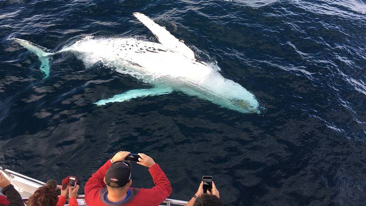 Whale watching near Gold Coast